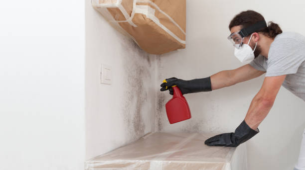 Professional Attic Mold Removal technician working in Higgins Lake, MI