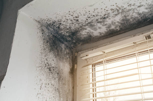 Affordable Mold Cleanup solutions in Higgins Lake, MI